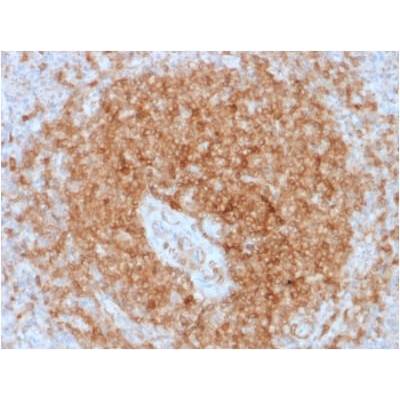 CD79a (B-Cell Marker) (rIGA/764), CF405S conjugate, 0.1mg/mL