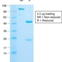 Insulin / IRDN (beta-Cell & Insulinoma Marker) (IRDN/1980R), CF488A conjugate, 0.1mg/mL