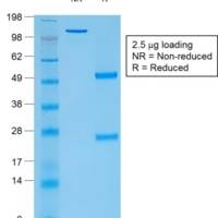 Thyroglobulin (Thyroidal Cell Marker) (rTGB24), CF405S conjugate, 0.1mg/mL