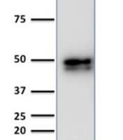 CD79a (B-Cell Marker) (IGA/1790R), CF488A conjugate, 0.1mg/mL