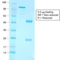 CD79a (B-Cell Marker) (IGA/1790R), CF488A conjugate, 0.1mg/mL