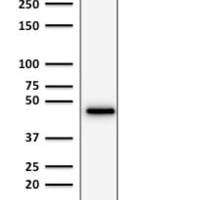 Cytokeratin 19 (Pancreatic Stem Cell Marker) (rKRT19/800), CF405S conjugate, 0.1mg/mL