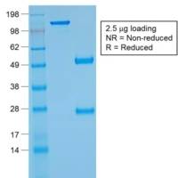 Glycophorin A / CD235a (Erythrocyte Marker) (rGYPA/280), CF488A conjugate, 0.1mg/mL