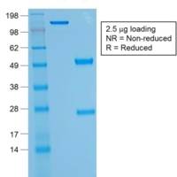 CD43 (T-Cell Marker) (rSPN/1094), CF405S conjugate, 0.1mg/mL