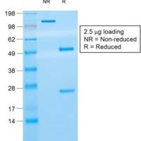 CD8A (Cytotoxic-&Suppressor T-Cell Marker) (rC8/468), CF405S conjugate, 0.1mg/mL