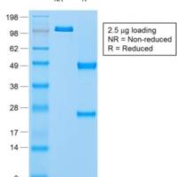 Napsin A (Lung Adenocarcinoma Marker) (rNAPSA/1239), CF405S conjugate, 0.1mg/mL