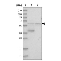 Anti-A1CF Antibody