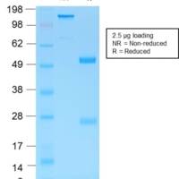 MUC6 (Mucin 6 / Gastric Mucin) (MUC6/1553R), CF405S conjugate, 0.1mg/mL