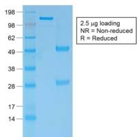 Bcl-2 (Apoptosis & Follicular Lymphoma Marker) (rBCL2/796), CF405S conjugate, 0.1mg/mL