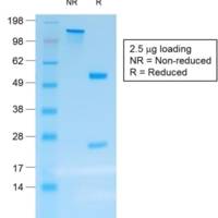 Chromogranin A / CHGA (Neuroendocrine Marker) (rCHGA/413), Biotin conjugate, 0.1mg/mL