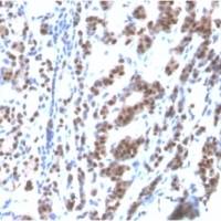 TTF-1 / NKX2.1 (Thyroid & Lung Epithelial Marker) (rNX2.1/690), CF405S conjugate, 0.1mg/mL