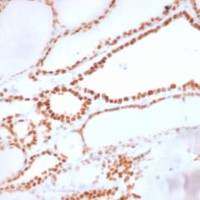 TTF-1 / NKX2.1 (Thyroid & Lung Epithelial Marker) (NX2.1/1855R), CF405S conjugate, 0.1mg/mL