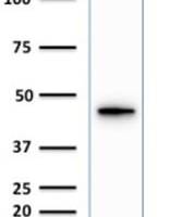 Cytokeratin 19 (KRT19) (Pancreatic Stem Cell Marker) (KRT19/1959R), CF405S conjugate, 0.1mg/mL