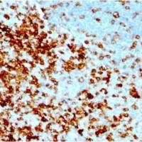 CD43 (T-Cell Marker) (rSPN/1094), CF488A conjugate, 0.1mg/mL