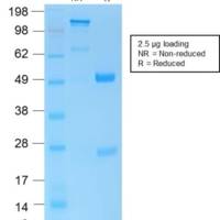 CD45 / LCA (B-Cell Marker) (PTPRC/1975R), CF488A conjugate, 0.1mg/mL