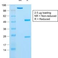 Insulin / IRDN (beta-Cell & Insulinoma Marker) (rIRDN/805), CF488A conjugate, 0.1mg/mL