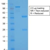 TTF-1 / NKX2.1 (Thyroid & Lung Epithelial Marker) (NX2.1/1855R), CF405S conjugate, 0.1mg/mL