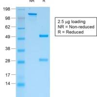 IgG (Immunoglobulin Gamma Heavy Chain) (B-Cell Marker) (rIG266), CF488A conjugate, 0.1mg/mL