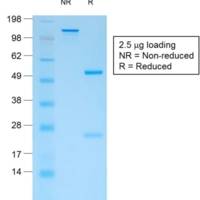 CD44v4 (Marker of Tumor Metastasis) (rCD44v4/1219), CF488A conjugate, 0.1mg/mL