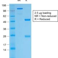 Thyroglobulin (Thyroidal Cell Marker) (TGB/1968R), CF405S conjugate, 0.1mg/mL