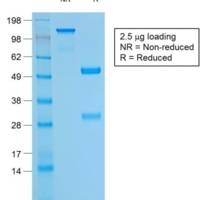CD79a (B-Cell Marker) (rIGA/764), CF405S conjugate, 0.1mg/mL