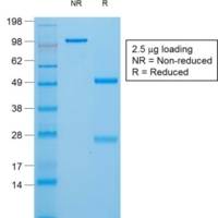 Thyroglobulin (Thyroidal Cell Marker) (TGB/1970R), CF405S conjugate, 0.1mg/mL