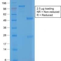 von Willebrand Factor / Factor VIII Related-Ag (Endothelial Marker) (VWF/1859R), CF488A conjugate, 0.1mg/mL