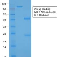 von Willebrand Factor / Factor VIII Related-Ag (Endothelial Marker) (rVWF/1465), CF405S conjugate, 0.1mg/mL