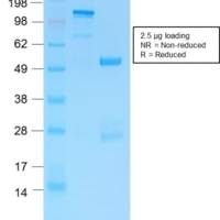 GFAP (Astrocyte & Neural Stem Cell Marker) (ASTRO/1974R), CF488A conjugate, 0.1mg/mL