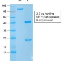 CD1a / HTA1 (Mature Langerhans Cells Marker) (rC1A/711), CF405S conjugate, 0.1mg/mL