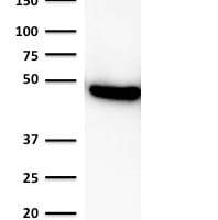 Cytokeratin 19 (Pancreatic Stem Cell Marker) (rKRT19/800), CF488A conjugate, 0.1mg/mL