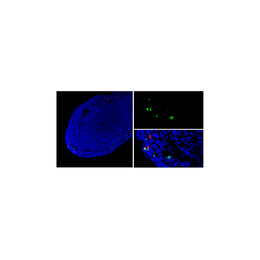 TUNEL Assay Kit (Fluorescence, 488 nm)