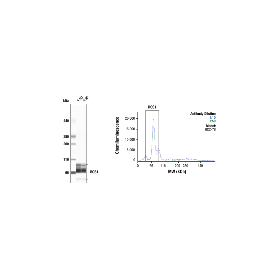 DSG1 (U6) Rabbit mAb